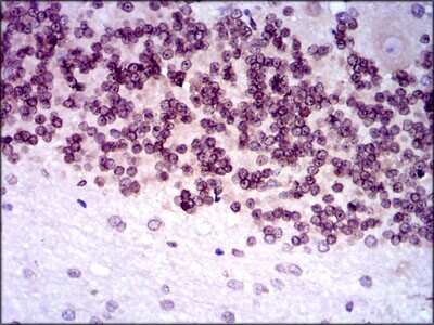 Immunohistochemistry: GCNF/NR6A1 Antibody (4G8) - BSA Free [NBP2-37467]