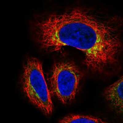 Immunocytochemistry/ Immunofluorescence: GCNT3 Antibody [NBP1-88313]