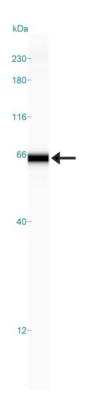 Simple Western: GCNT3 Antibody [NBP1-88313]