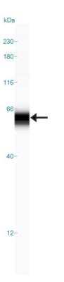 Simple Western: GCNT3 Antibody [NBP1-88313]