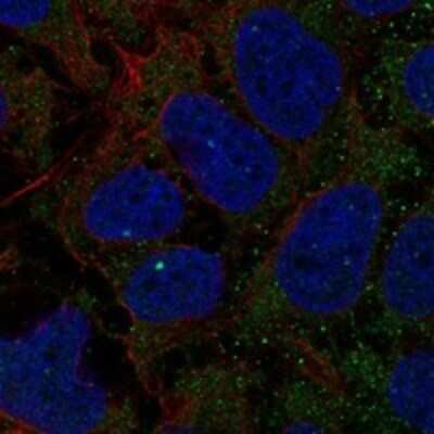Immunocytochemistry/ Immunofluorescence: GCNT7 Antibody [NBP3-17588]