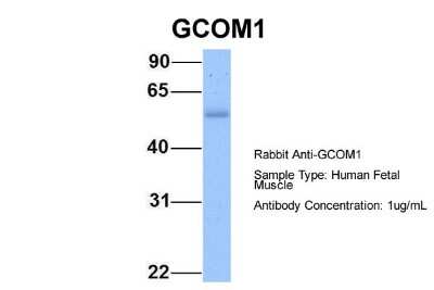 Western Blot: GCOM1 Antibody [NBP1-56359]