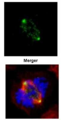 Immunocytochemistry/ Immunofluorescence: GCP4 Antibody [NBP2-16628]