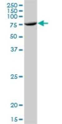 Western Blot: GCP4 Antibody [H00027229-B01P]