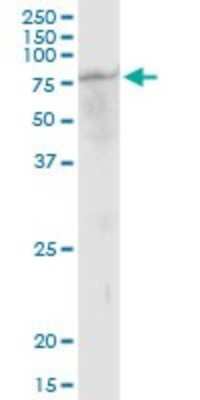 Western Blot: GCP4 Antibody [H00027229-B01P]