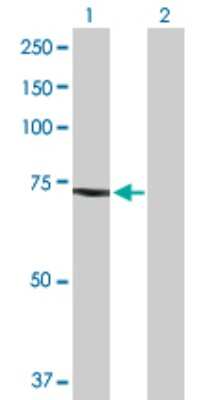 Western Blot: GCP4 Antibody [H00027229-B01P]