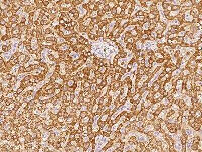Immunohistochemistry-Paraffin: GCSH Antibody (187) [NBP2-90290]