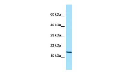 Western Blot: GCSH Antibody [NBP2-87492]