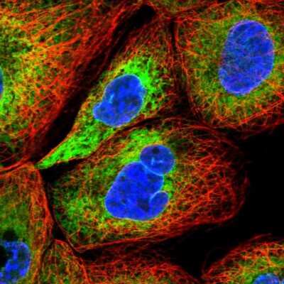 Immunocytochemistry/ Immunofluorescence: GDAP2 Antibody [NBP1-91932]