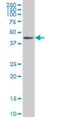 Western Blot: GDF-11/BMP-11 Antibody (1E6) [H00010220-M03]