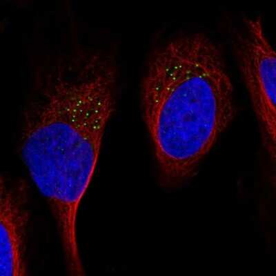 Immunocytochemistry/ Immunofluorescence: GDF-11/BMP-11 Antibody [NBP2-57474]