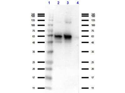 Western Blot: GDF-15 Antibody (6D12.H10.E4)C-terminus [NBP2-44214]