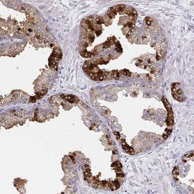 Immunohistochemistry-Paraffin: GDF-15 Antibody (CL0328) [NBP2-52917]