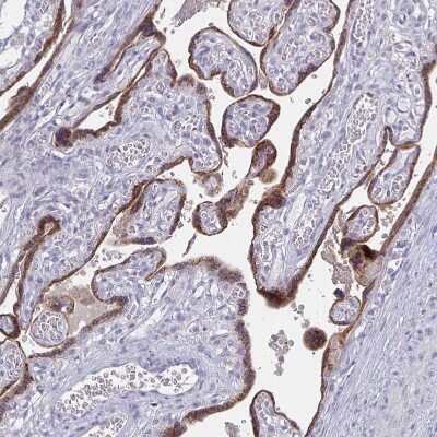 Immunohistochemistry-Paraffin: GDF-15 Antibody (CL0328) [NBP2-52917]