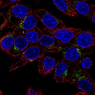 Immunocytochemistry/ Immunofluorescence: GDF-15 Antibody [NBP1-81050]