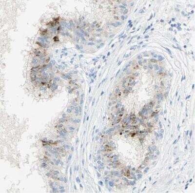 Immunohistochemistry-Paraffin: GDF-15 Antibody [NBP1-81050]