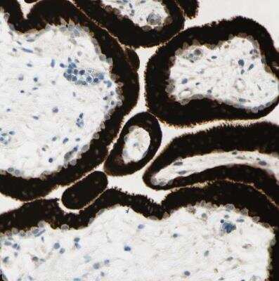 Immunohistochemistry-Paraffin: GDF-15 Antibody [NBP1-81050]