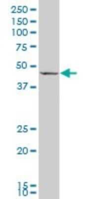 Western Blot: GDF-8/Myostatin Antibody (3E7) [H00002660-M07]