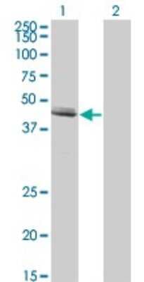 Western Blot: GDF-8/Myostatin Antibody (3E7) [H00002660-M07]