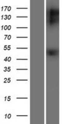 Western Blot: GFR alpha-1/GDNF R alpha-1 Overexpression Lysate [NBP2-05472]