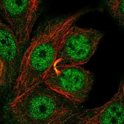 Immunocytochemistry/ Immunofluorescence: GDPD3 Antibody [NBP1-81081]