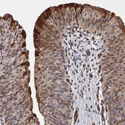 Immunohistochemistry-Paraffin: GDPD3 Antibody [NBP1-81082]