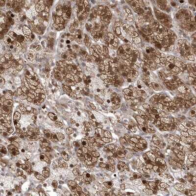 Immunohistochemistry-Paraffin: GEMIN6 Antibody [NBP1-82075]