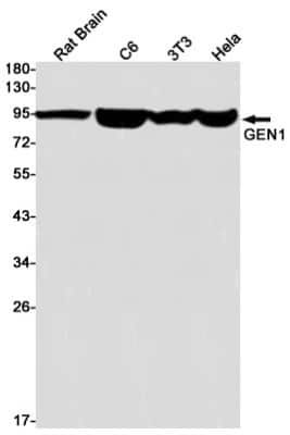 Western Blot: GEN1 Antibody (S09-1B8) [NBP3-15032]