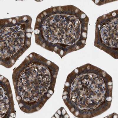 Immunohistochemistry-Paraffin: GET4 Antibody [NBP1-86732]