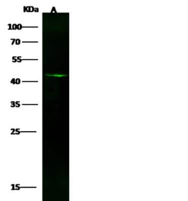 Western Blot: GFAP Antibody (012) [NBP2-89203]