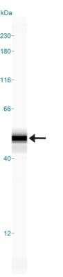 Simple Western: GFAP Antibody (5C10) [NBP1-05197]