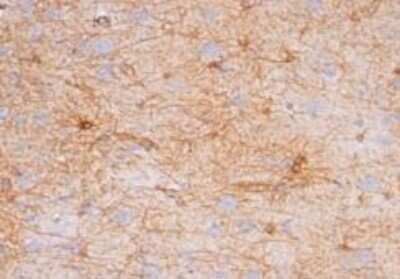 Immunohistochemistry-Paraffin: GFAP Antibody (GA-5) - Azide and BSA Free [NBP2-33184]