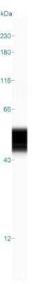 Simple Western: GFAP Antibody (GA-5)Azide and BSA Free [NBP2-33184]