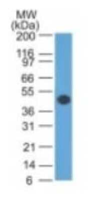 Western Blot: GFAP Antibody (GA-5)Azide and BSA Free [NBP2-33184]