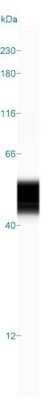 Simple Western: GFAP Antibody (GA-5) [NBP2-29415]