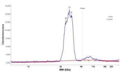Simple Western: GFAP Antibody (GA-5) [NBP2-29415]