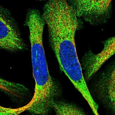 Immunocytochemistry/ Immunofluorescence: GFER/ALR Antibody [NBP1-90187]