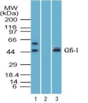 Western Blot: GFI-1 Antibody [NBP2-27173]