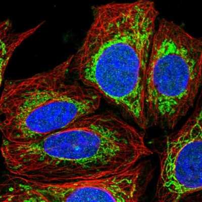 Immunocytochemistry/ Immunofluorescence: GFM1 Antibody [NBP2-55712]
