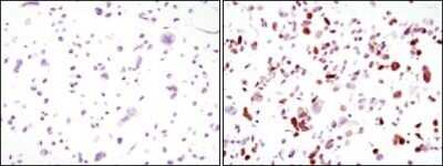 Immunocytochemistry/ Immunofluorescence: GFP Antibody (4B10B2) - Azide and BSA Free [NBP2-80750]