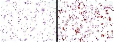 Immunocytochemistry/ Immunofluorescence: GFP Antibody (4B10B2) - BSA Free [NBP2-22111]