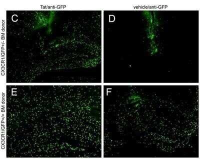 Immunohistochemistry: GFP Antibody (9F9.F9) [NB600-597]
