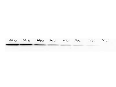 Western Blot: GFP Antibody (9F9.F9) [NB600-597]