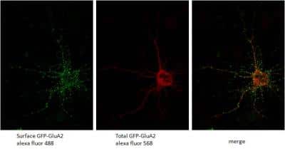 Immunocytochemistry/ Immunofluorescence: GFP Antibody [NB100-1614]