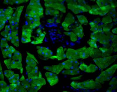 Immunocytochemistry/Immunofluorescence Detection of GFP in Transgenic Mouse Pancreas Cells