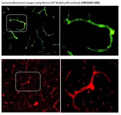 Immunohistochemical Analysis of GFP in Frozen Mouse Brain