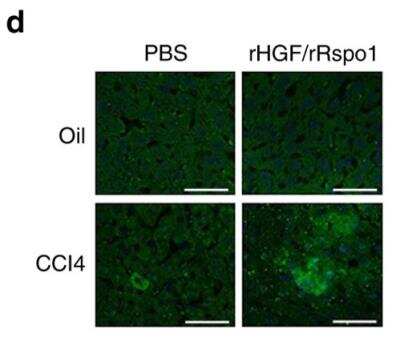 Immunohistochemistry: GFP Antibody [NB600-303]