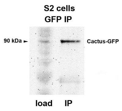 Immunoprecipitation Analysis in S2 Cells Using GFP Antibody