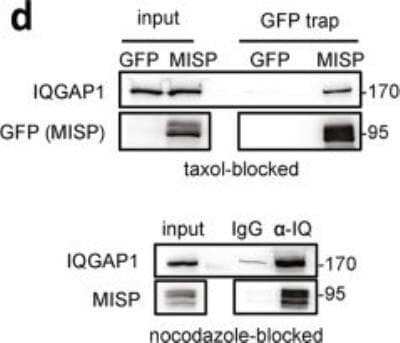 Immunoprecipitation Analysis in HeLa Cell Lysate Using GFP Antibody