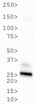 Western Blot: GFP Antibody [NB600-303]